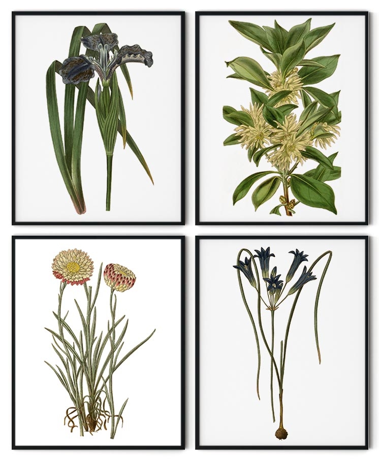 Botanical set of 4