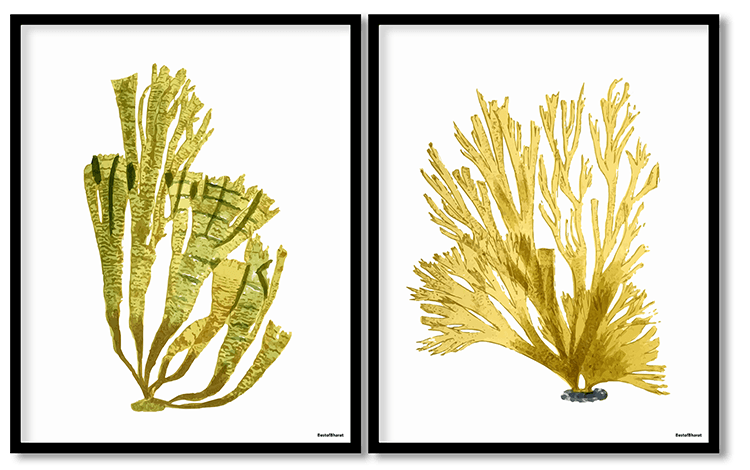 Seaweed set of 2