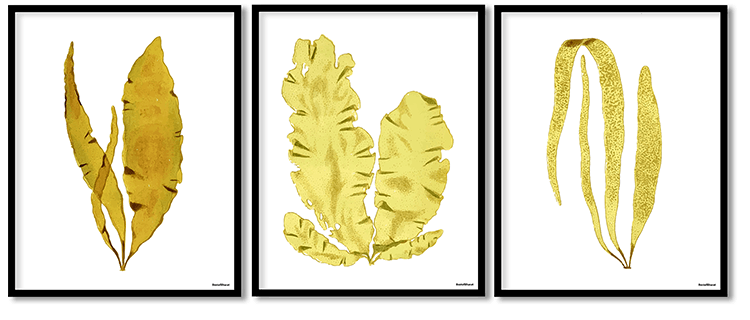Seaweed set of 3