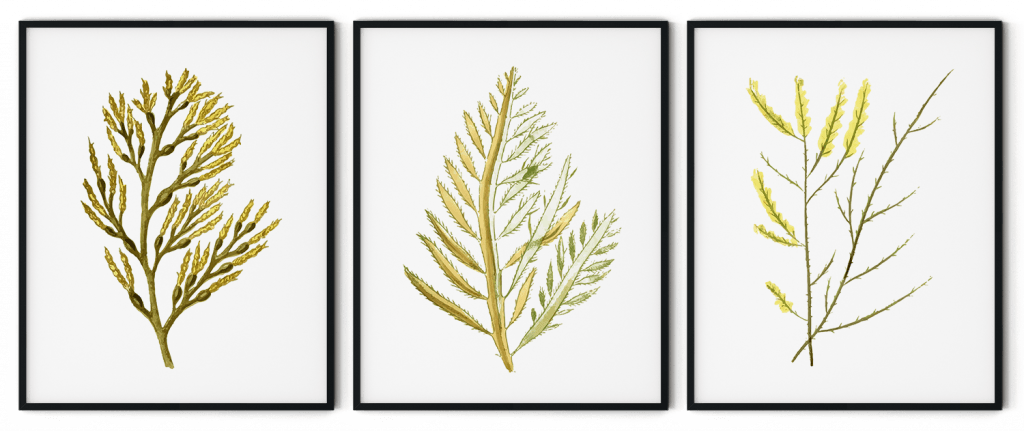 Seaweed set of 3
