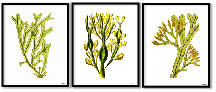 Seaweed set of 3