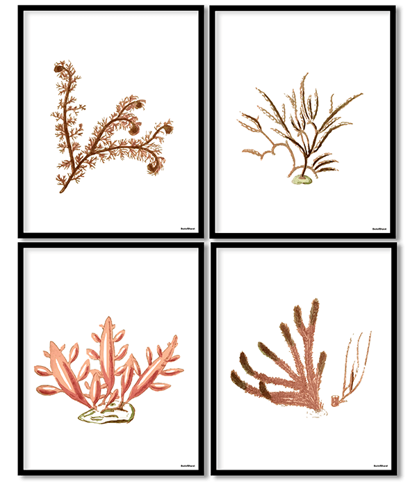 Seaweed set of 4