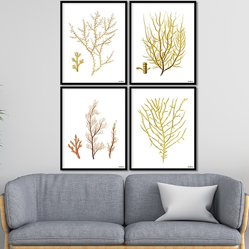Seaweed set of 4