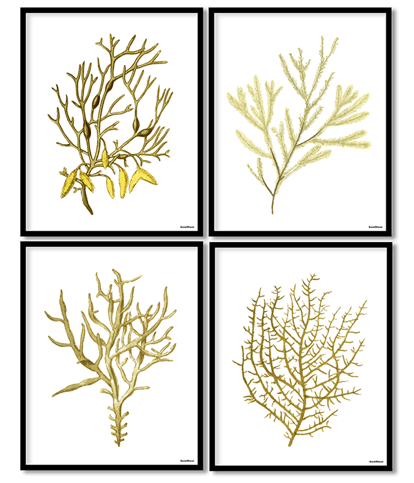 Seaweed set of 4