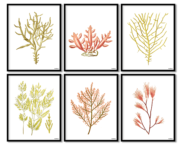 Seaweed set of 6 1