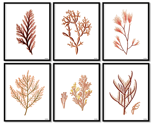 Seaweed set of 6 2