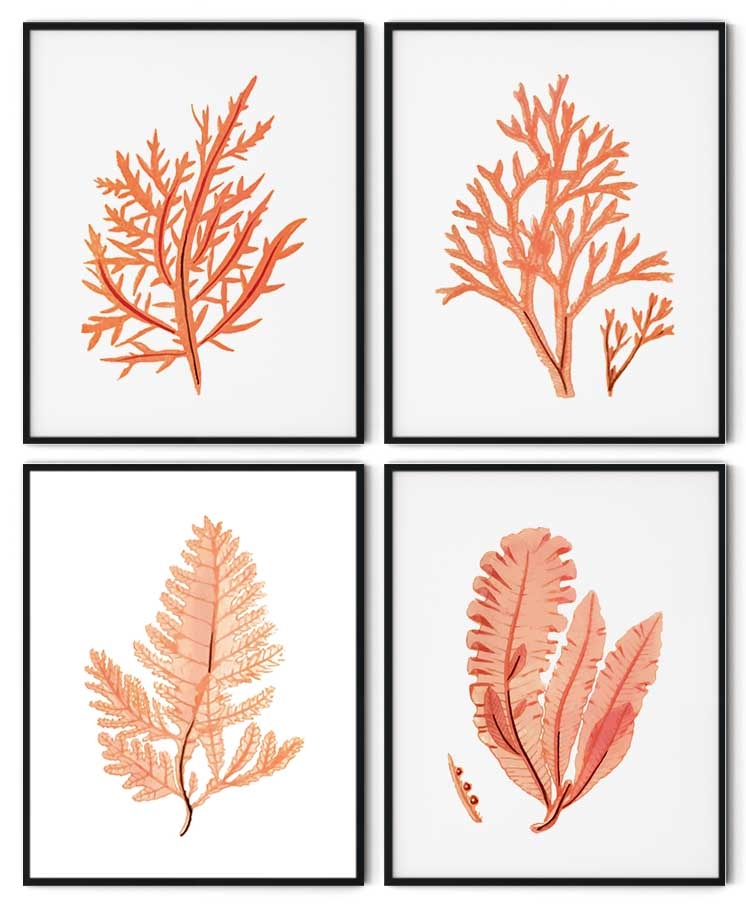 Set of 4 red seaweed