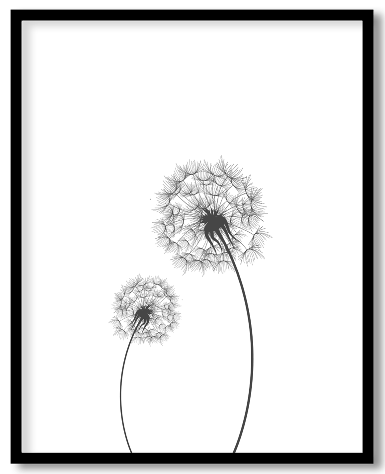 Black dandelion