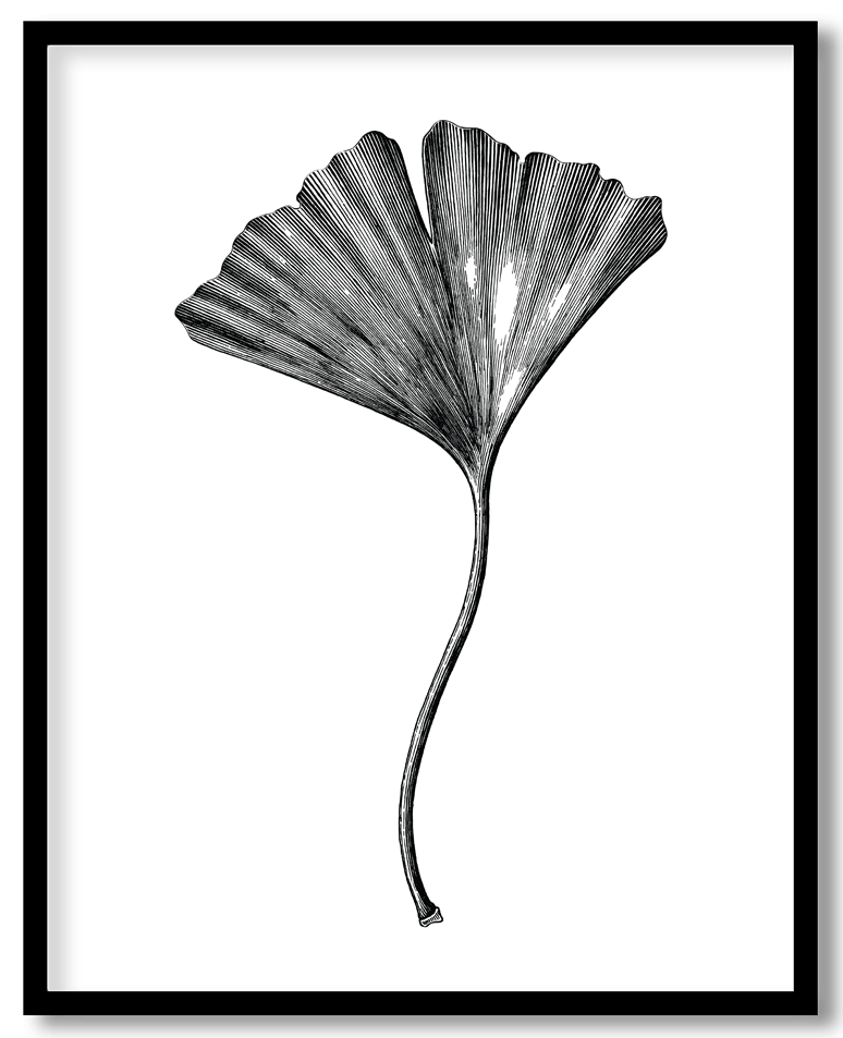 Ginkgo biloba leaf