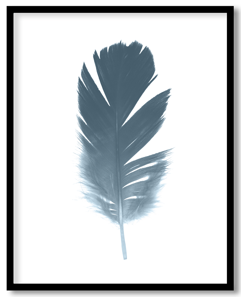Navy blue feather