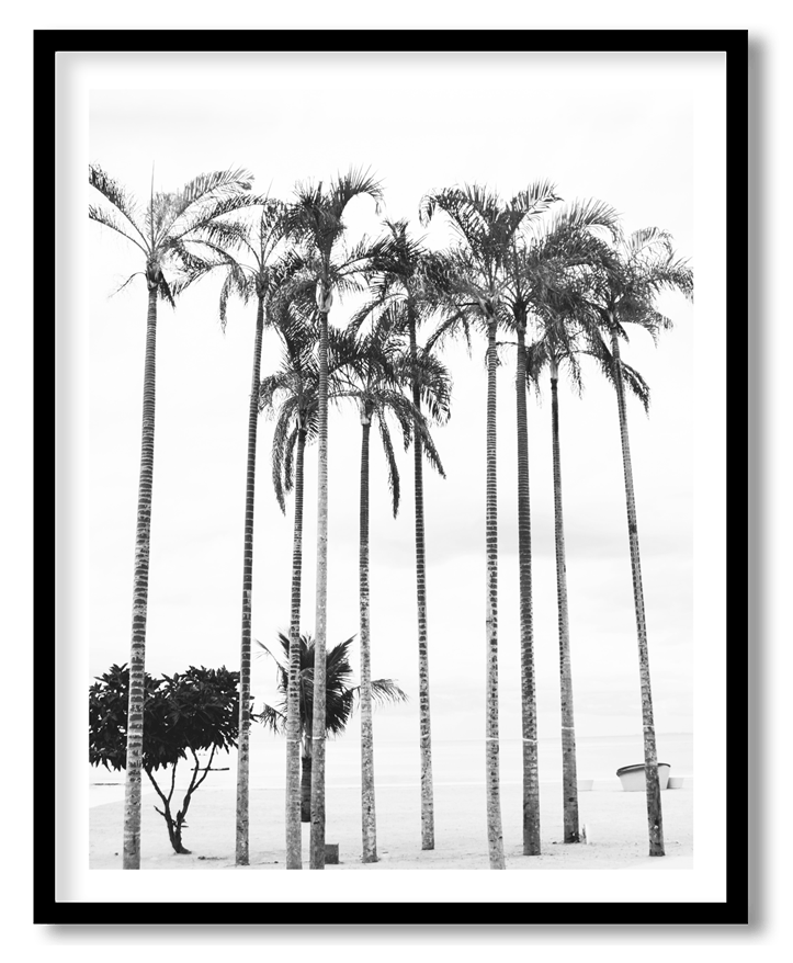 Black and white palm trees