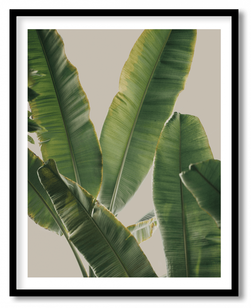 Banana leaves