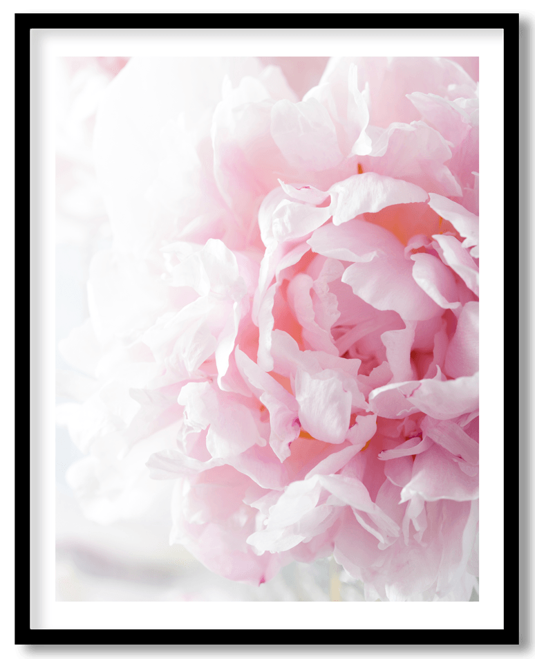 Light pink peony