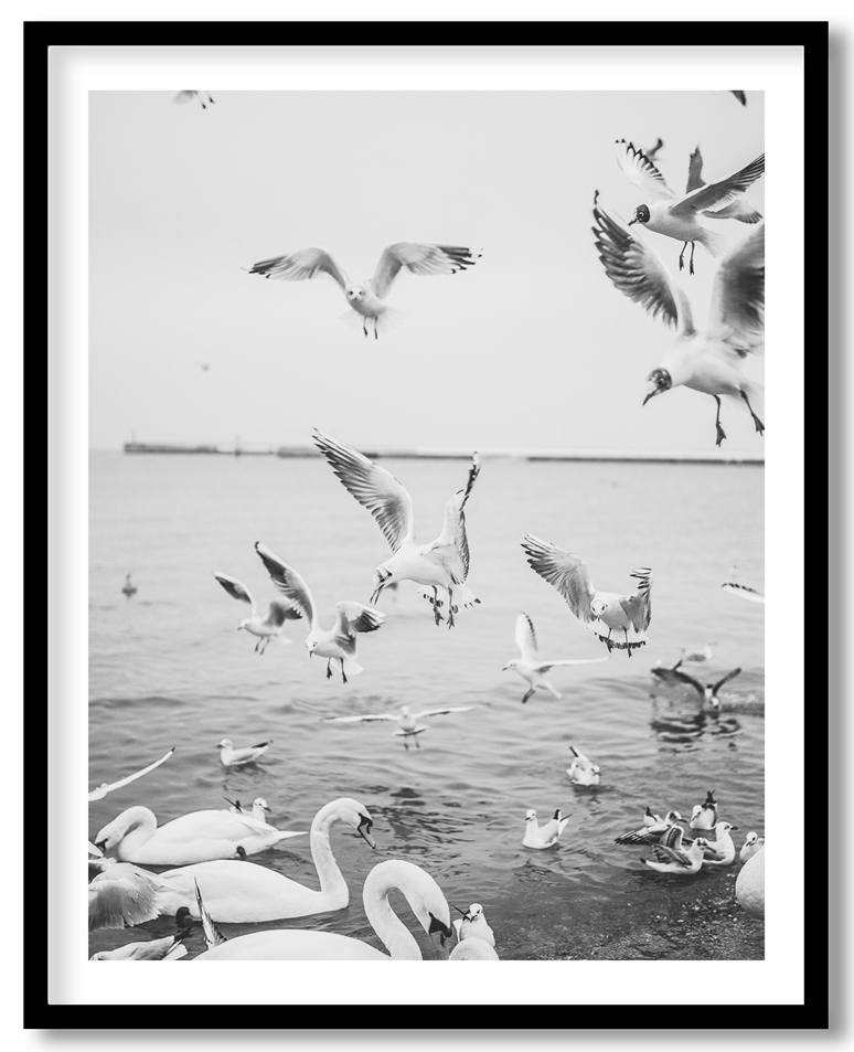 Black and white seagull