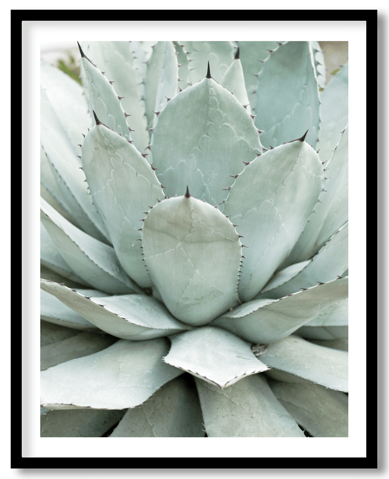 Light green succulent