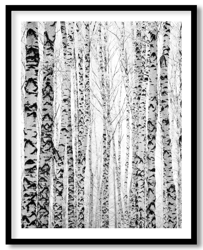 Winter trunks birch trees