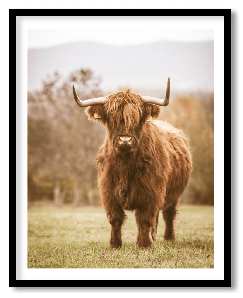 Highland cow