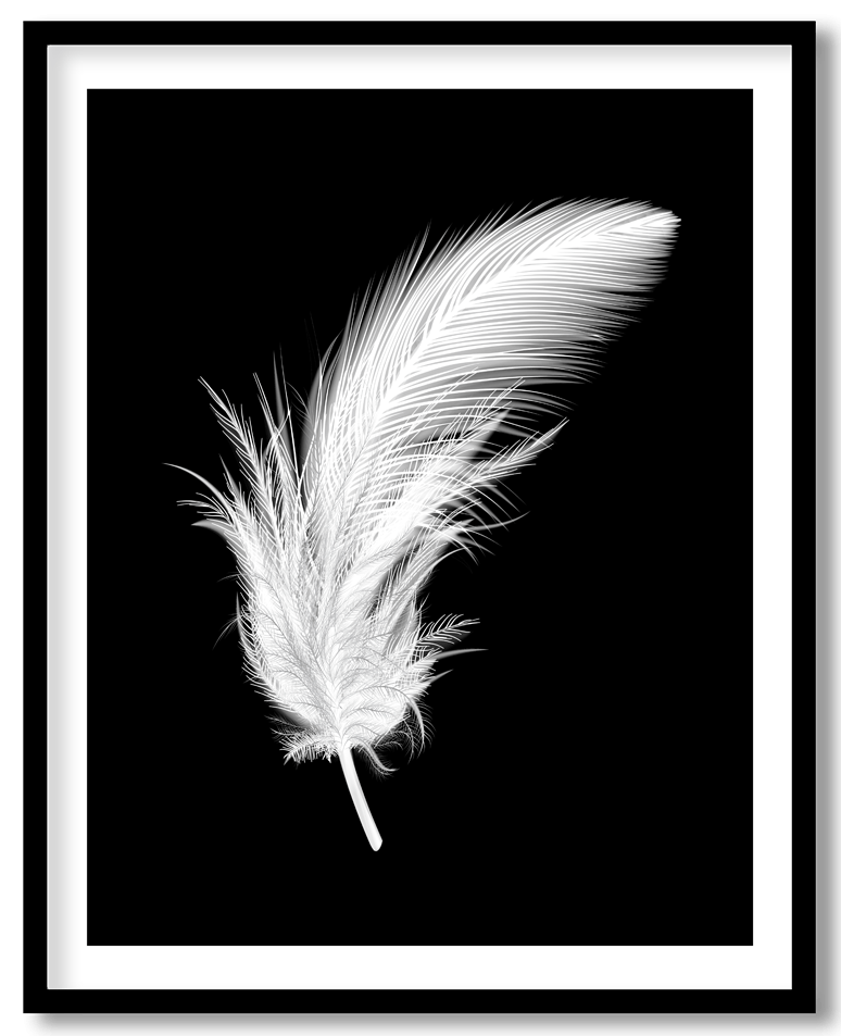 white bird feather