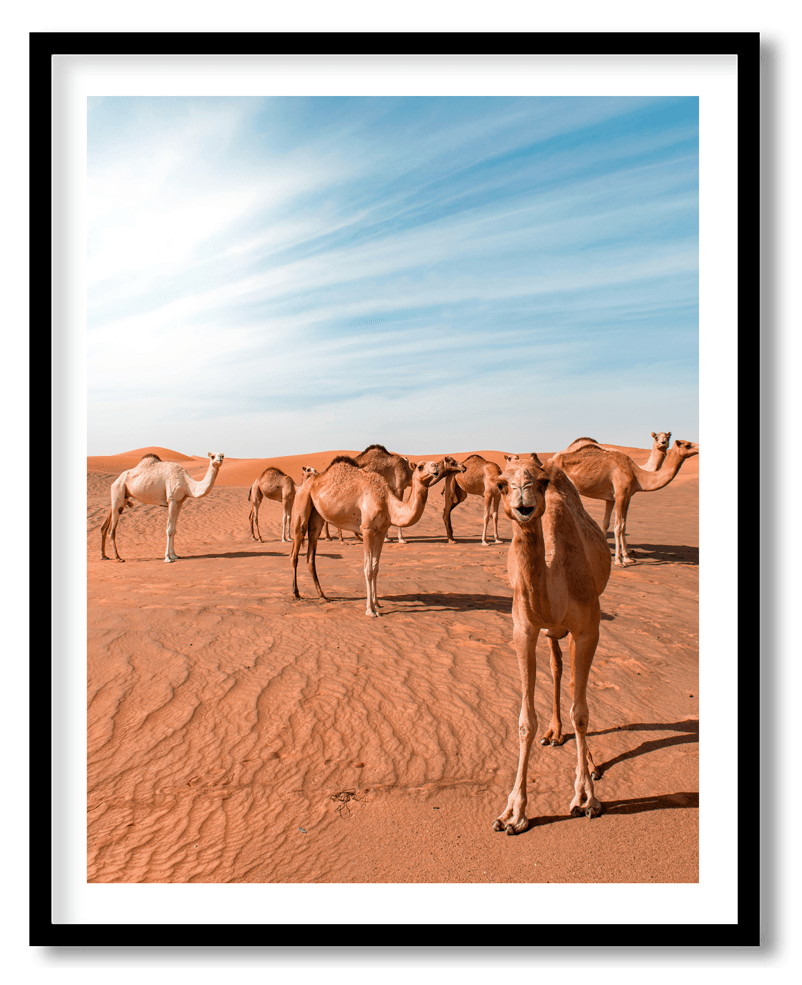 Camels in desert