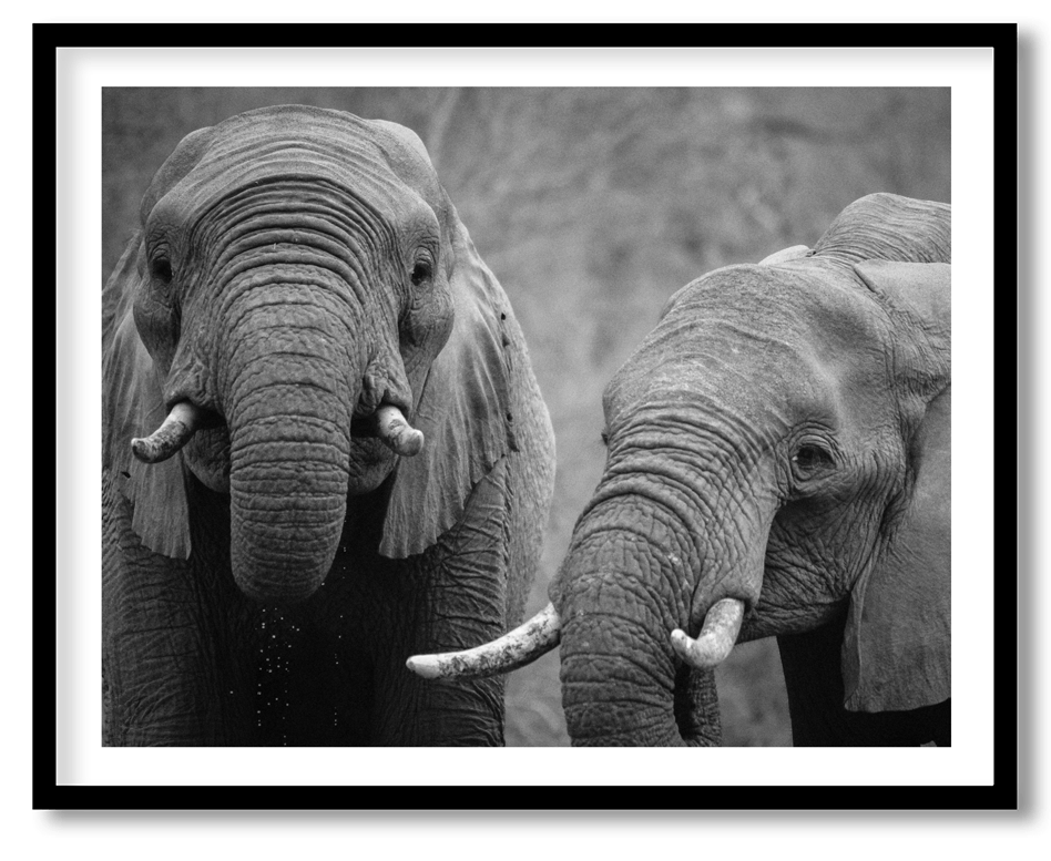 Two elephants