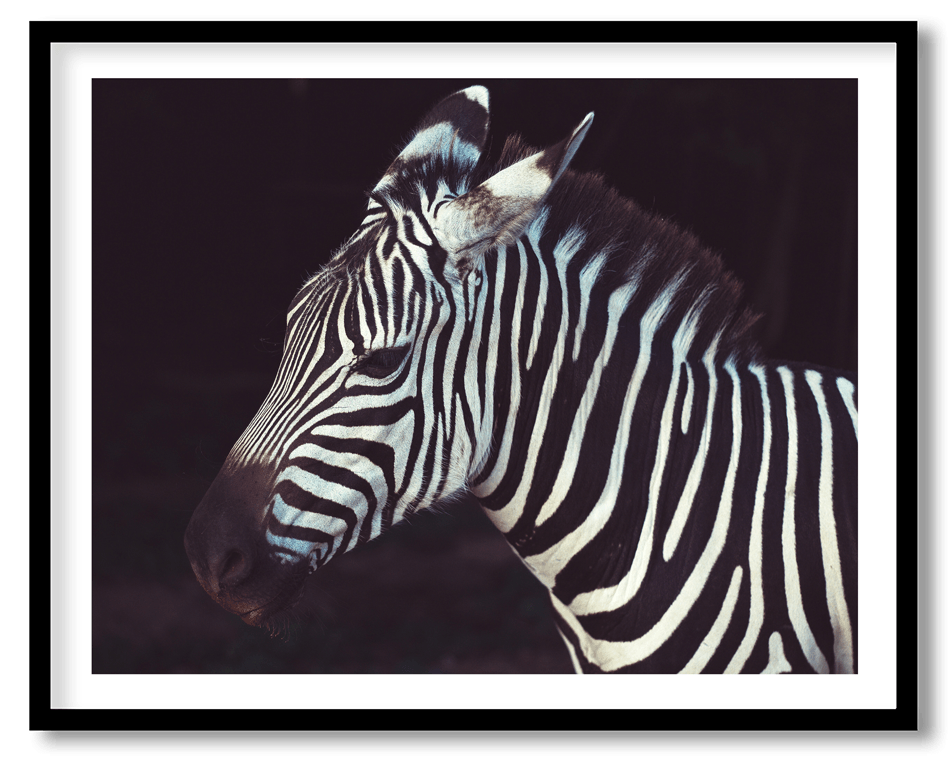 Wild zebra
