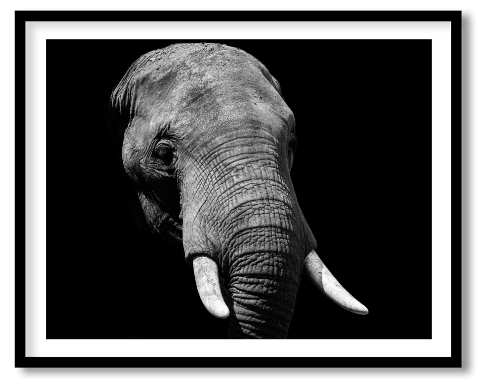 Black and white elephant trunk