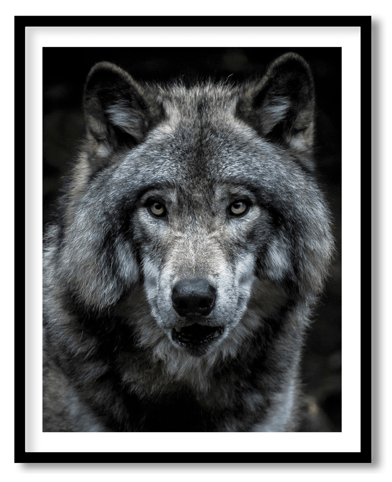 Grey wolf face