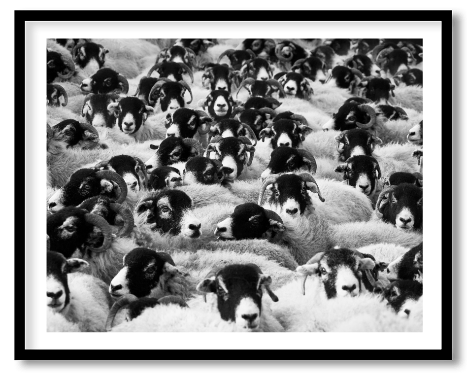 Black and white sheeps