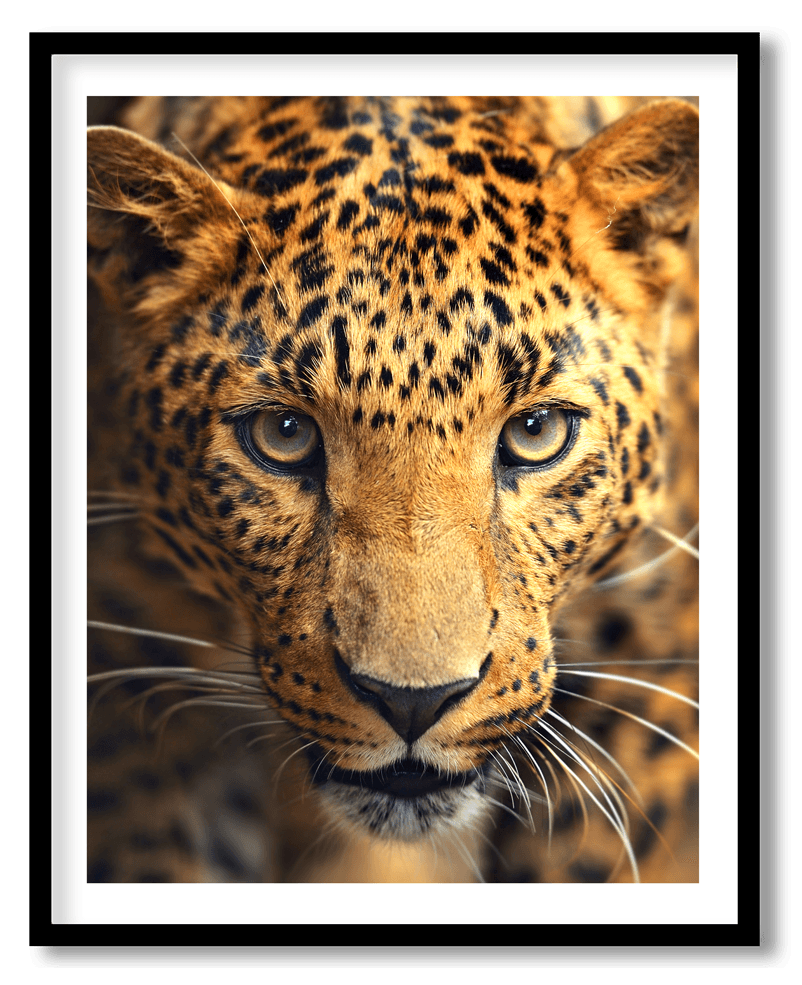 Leopard face