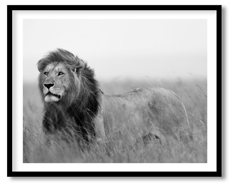 Black and white lion