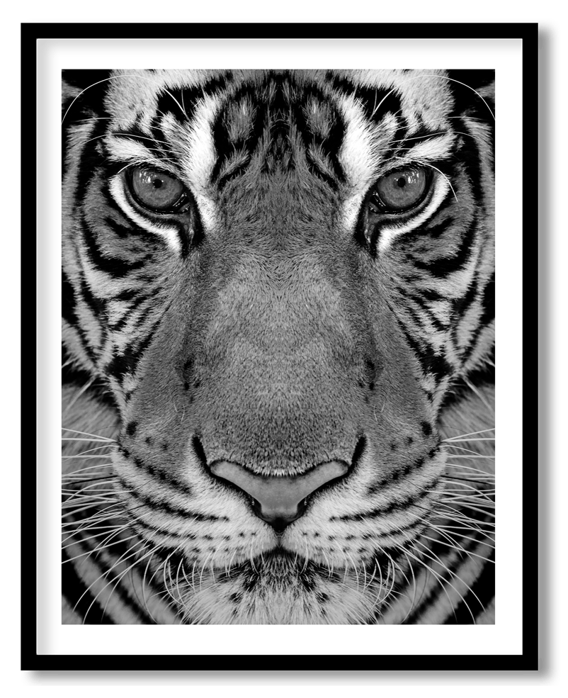 Black and white tiger close up
