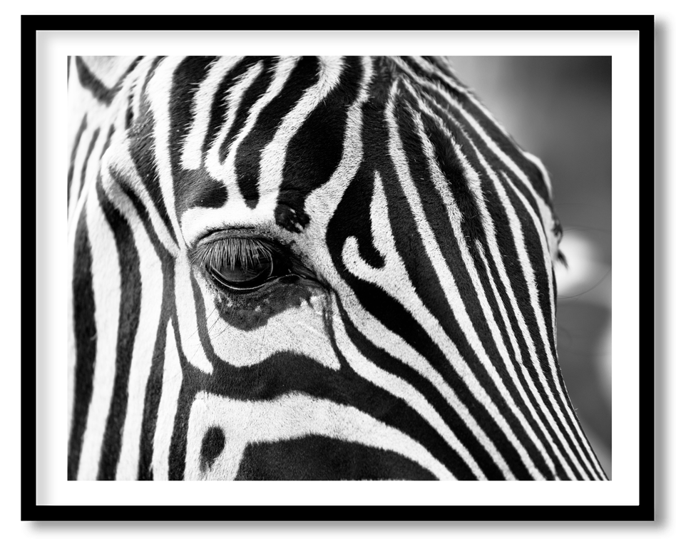 Zebra eye