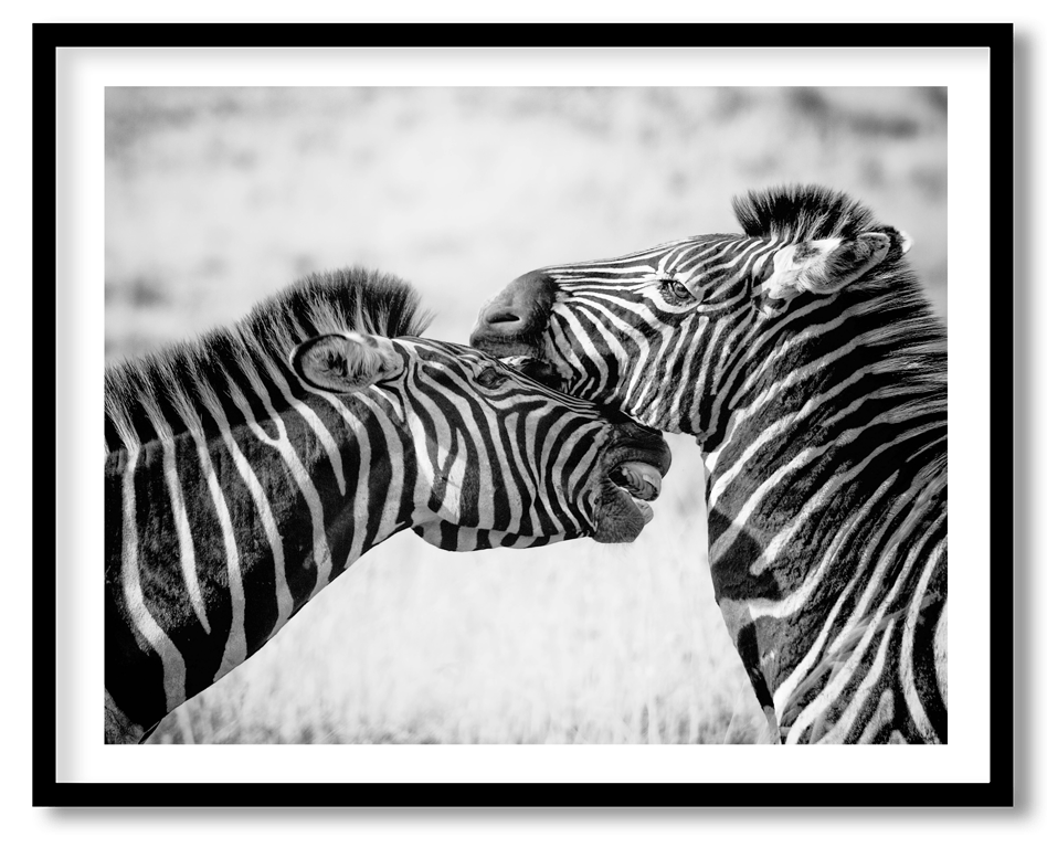 Two zebras