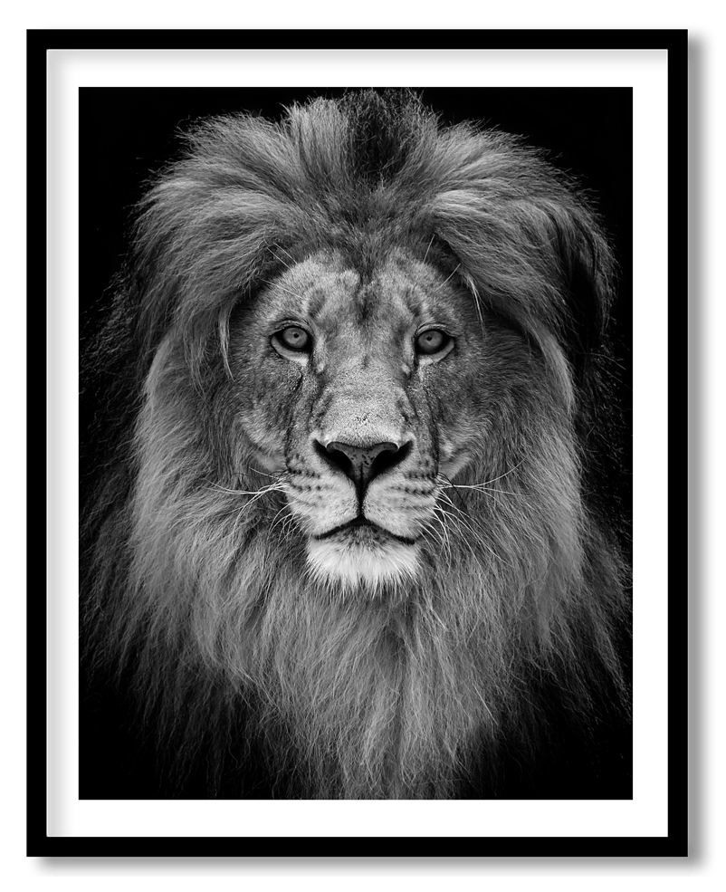 Black and white lion close up