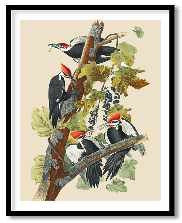 Pileated woodpecker by John James Audubon
