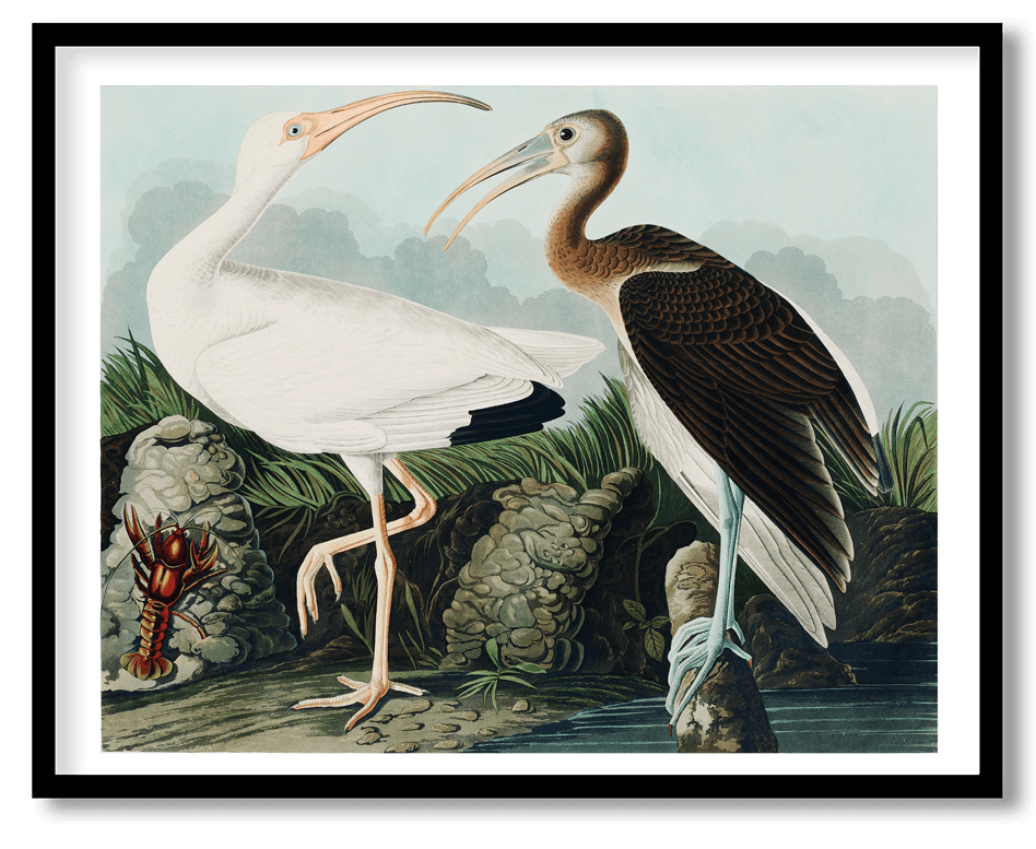 White lbis by John James audubon