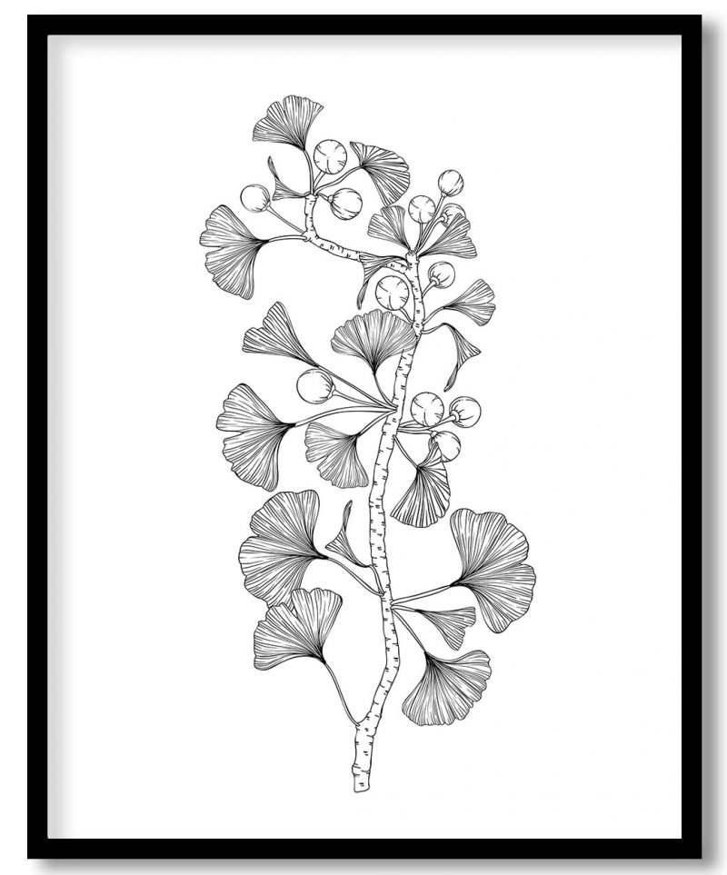 Line drawing ginkgo biloba leaf flower