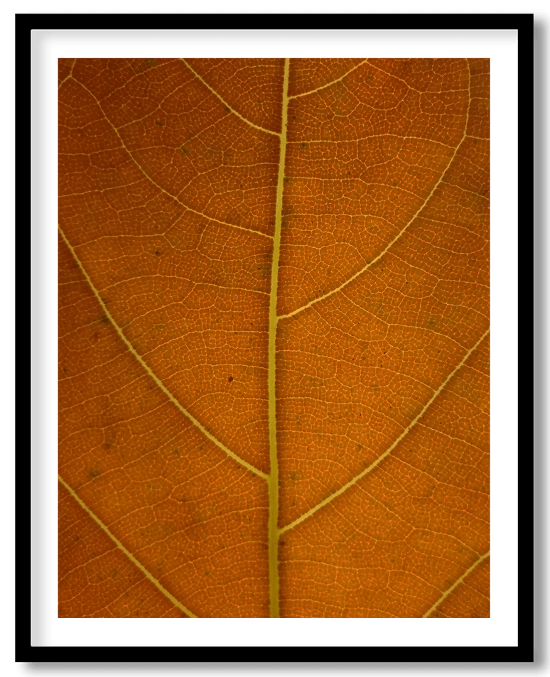 Autumn brown leaf