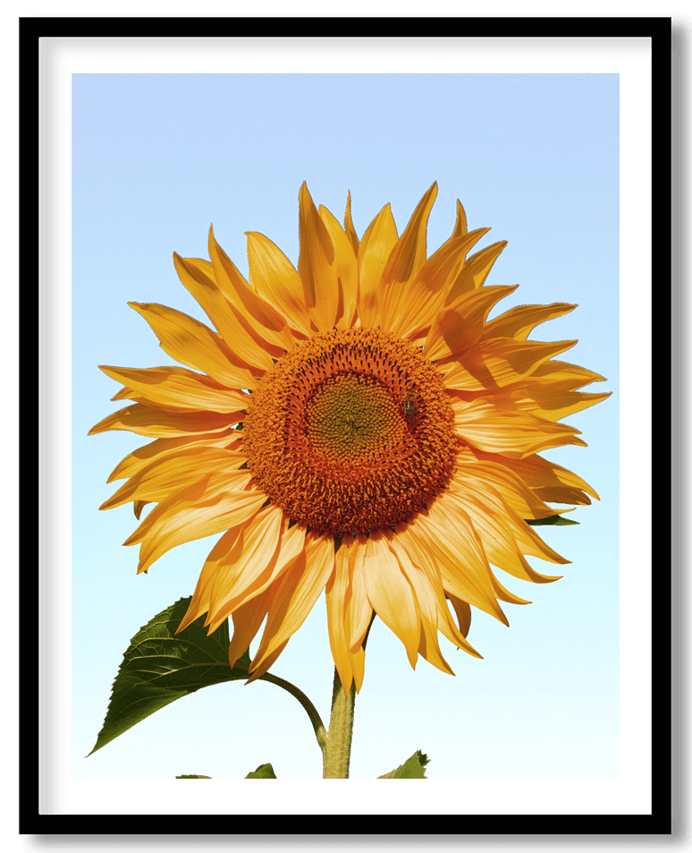 Yellow sunflower