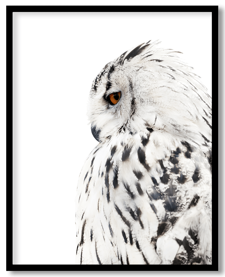 White owl