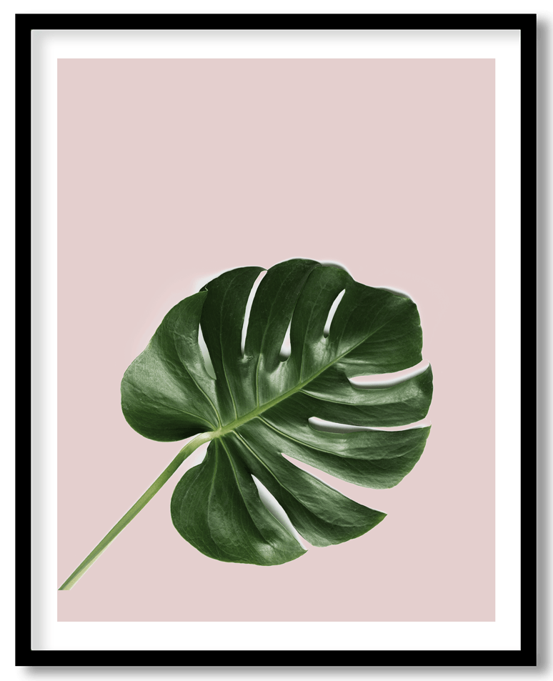 Pink palm leaf