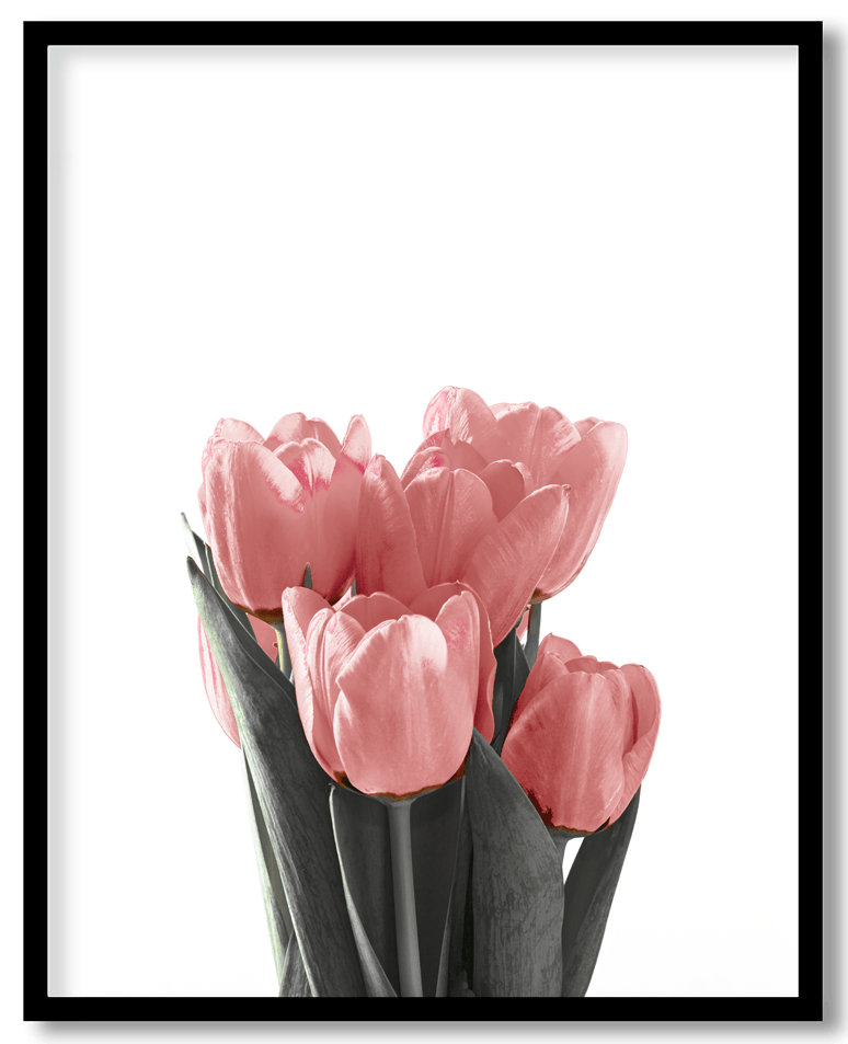 Pink tulip