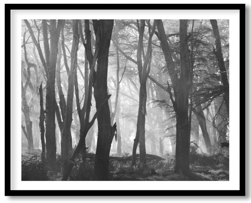 white and black tree forest