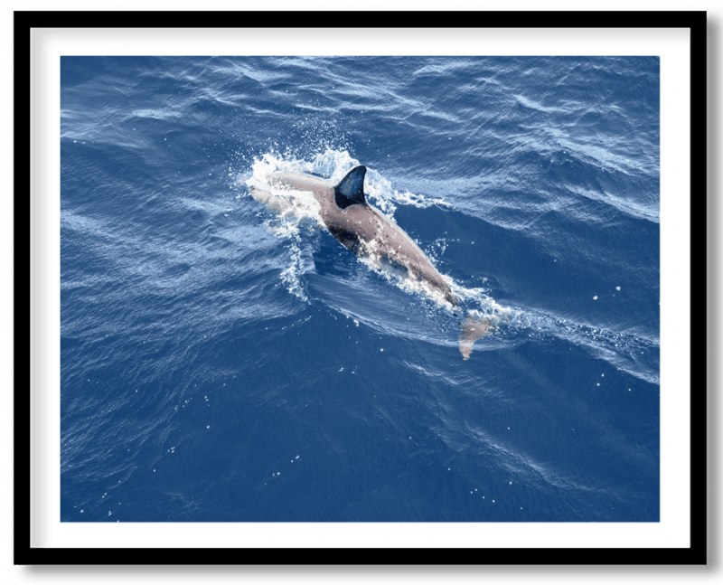Blue sea shark