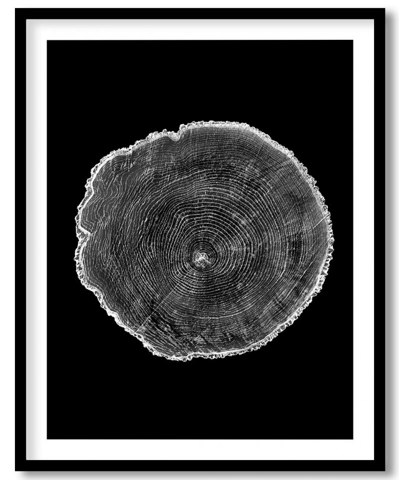 White rough aged wood textured tree rings #46