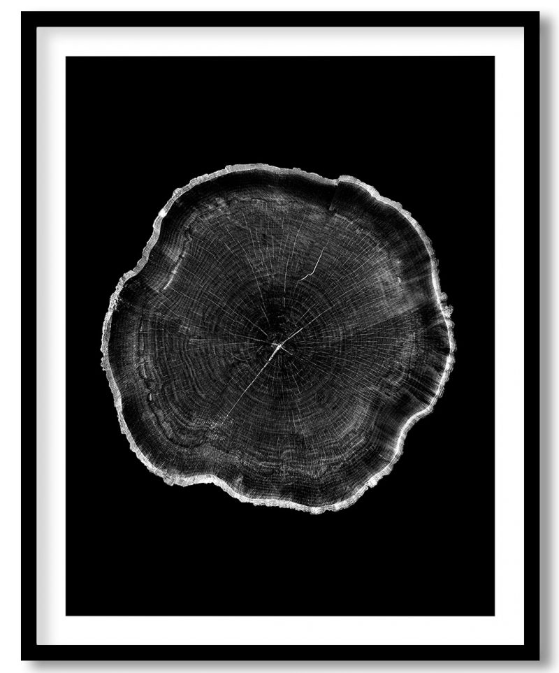 White rough aged wood textured tree rings #48