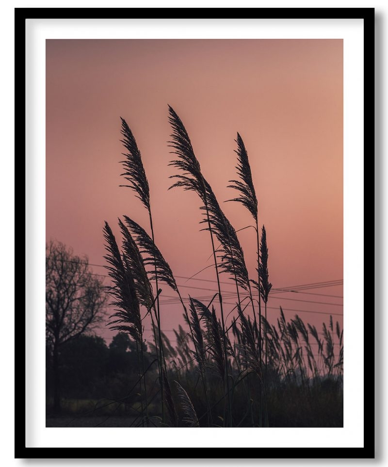 Sunset reed land