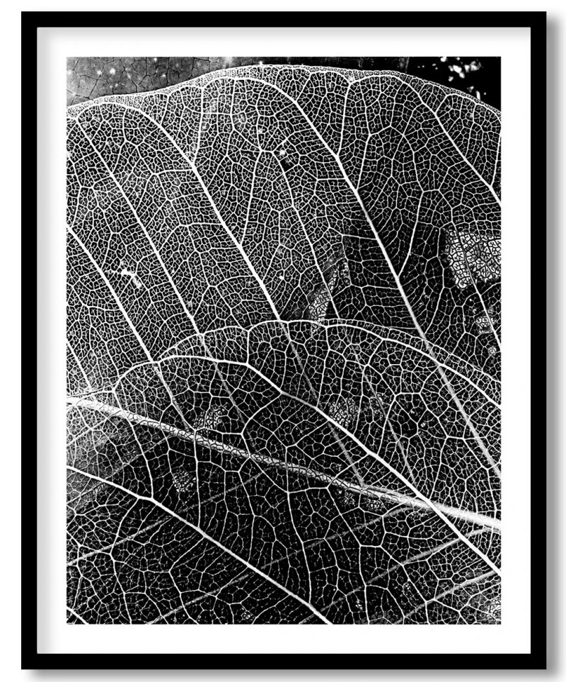 Detailed autumn leaves