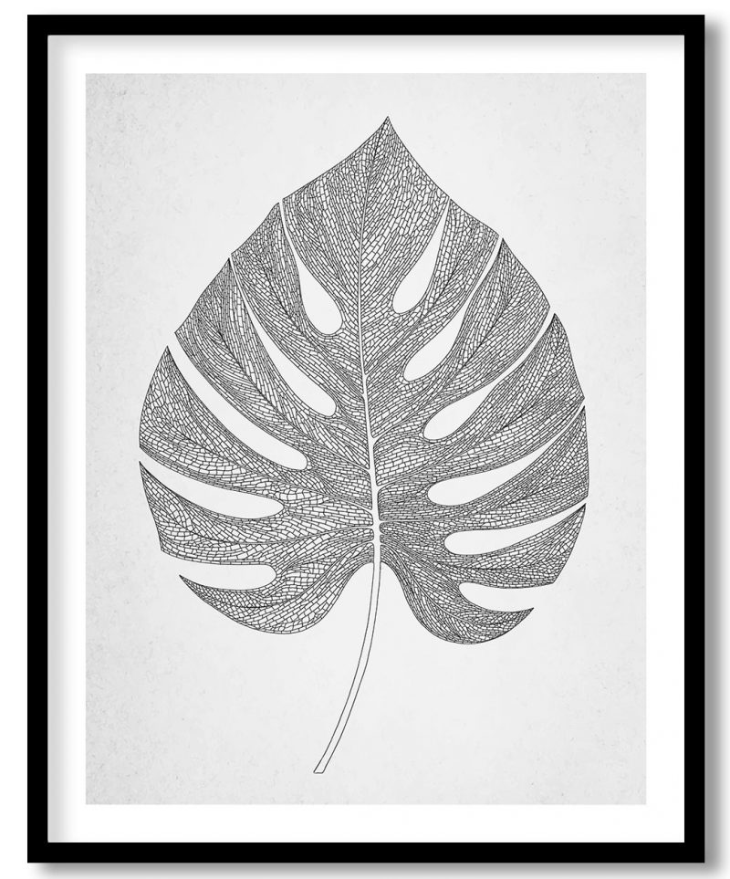 Black line drawing mosntera leaf