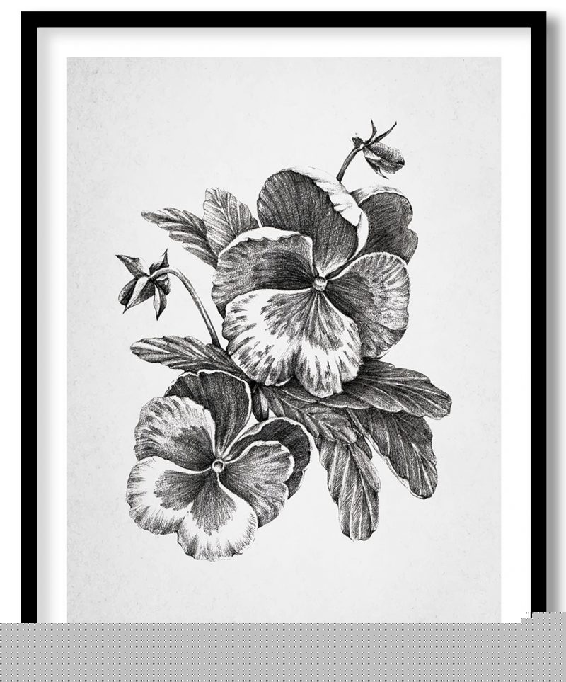 Black viola flower sketch